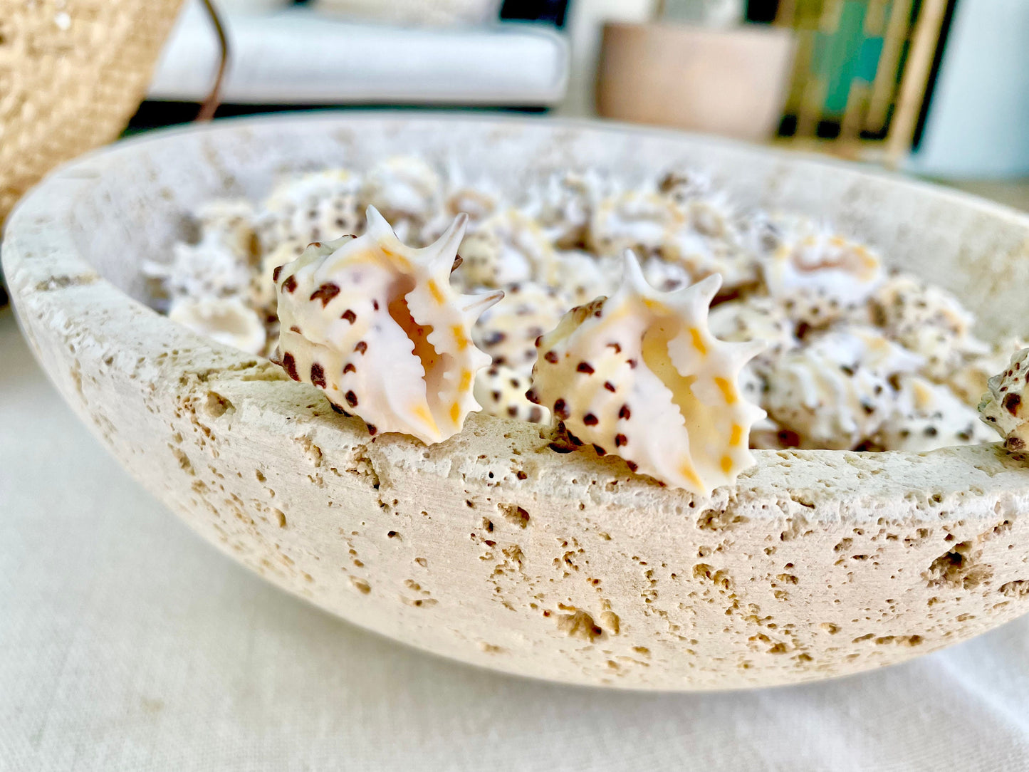 PACIFIC PRICKLY DRUPA Shells *You Choose Quantity* .75-1" Natural Orange White Spotted Small Craft Seashell Coastal beach Home Décor