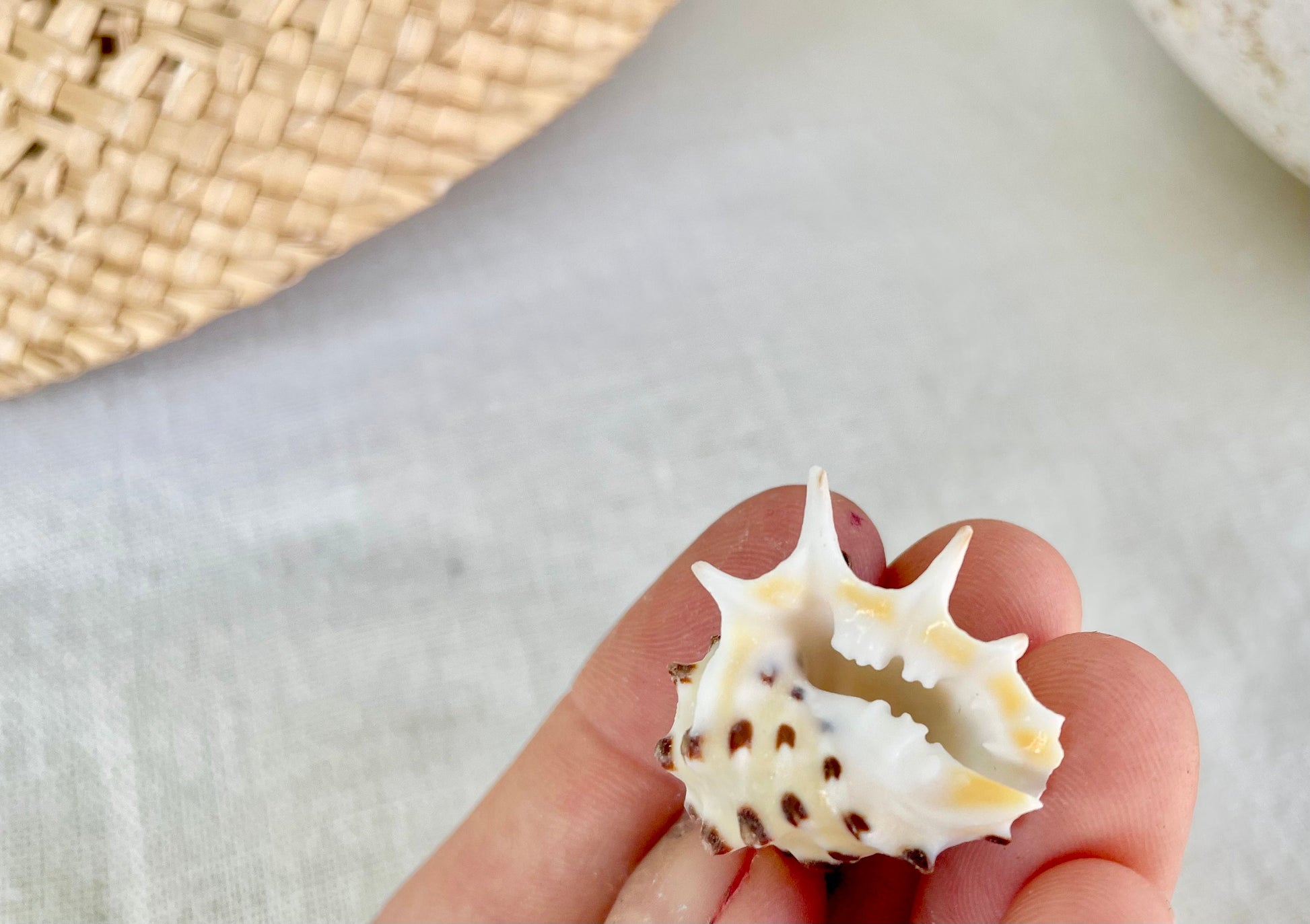 PACIFIC PRICKLY DRUPA Shells *You Choose Quantity* .75-1" Natural Orange White Spotted Small Craft Seashell Coastal beach Home Décor