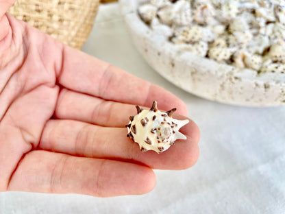 PACIFIC PRICKLY DRUPA Shells *You Choose Quantity* .75-1" Natural Orange White Spotted Small Craft Seashell Coastal beach Home Décor