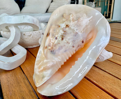 YELLOW HORNED HELMET Shell *All Sizes* Natural Orange Polished Glossy Interior Display Seashell Cassis Cornuta Coastal Beach Home Décor