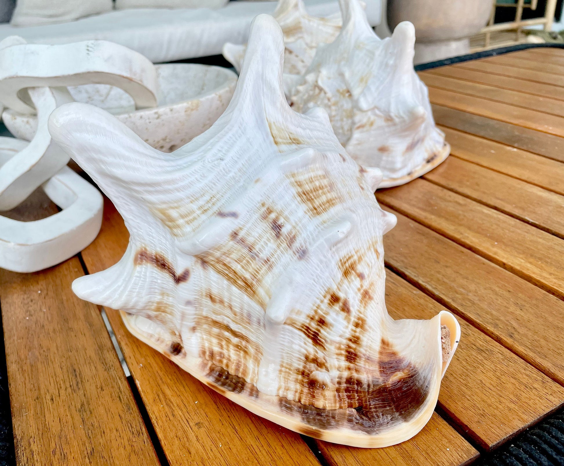 YELLOW HORNED HELMET Shell *All Sizes* Orange Polished Glossy Interior Display Seashell