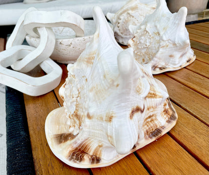 YELLOW HORNED HELMET Shell *All Sizes* Natural Orange Polished Glossy Interior Display Seashell Cassis Cornuta Coastal Beach Home Décor