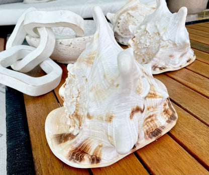 YELLOW HORNED HELMET Shell *All Sizes* Orange Polished Glossy Interior Display Seashell