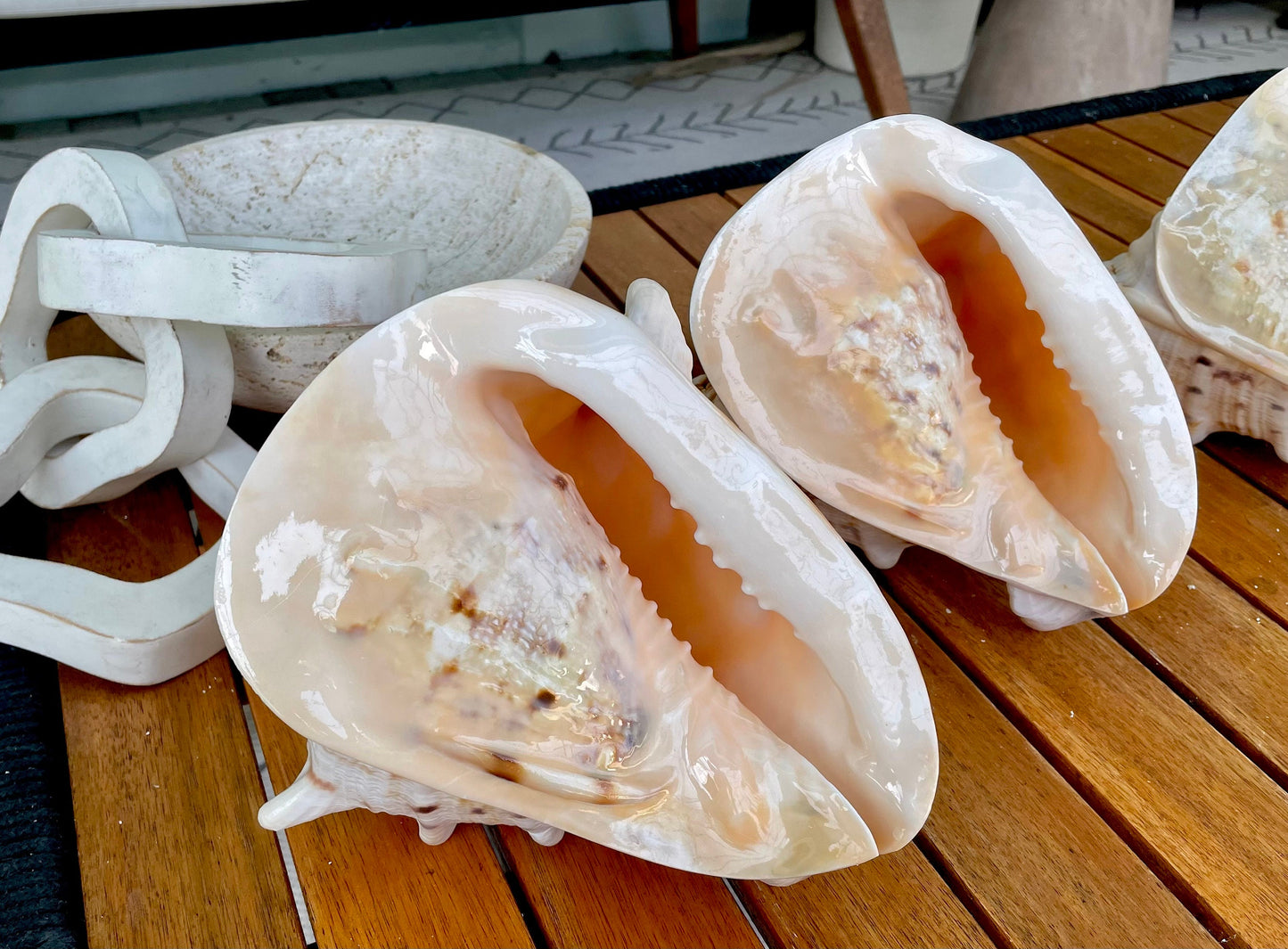 YELLOW HORNED HELMET Shell *All Sizes* Natural Orange Polished Glossy Interior Display Seashell Cassis Cornuta Coastal Beach Home Décor