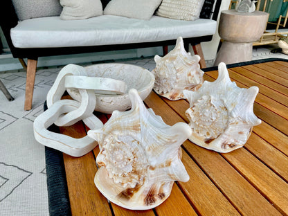 YELLOW HORNED HELMET Shell *All Sizes* Natural Orange Polished Glossy Interior Display Seashell Cassis Cornuta Coastal Beach Home Décor
