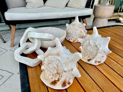 YELLOW HORNED HELMET Shell *All Sizes* Orange Polished Glossy Interior Display Seashell
