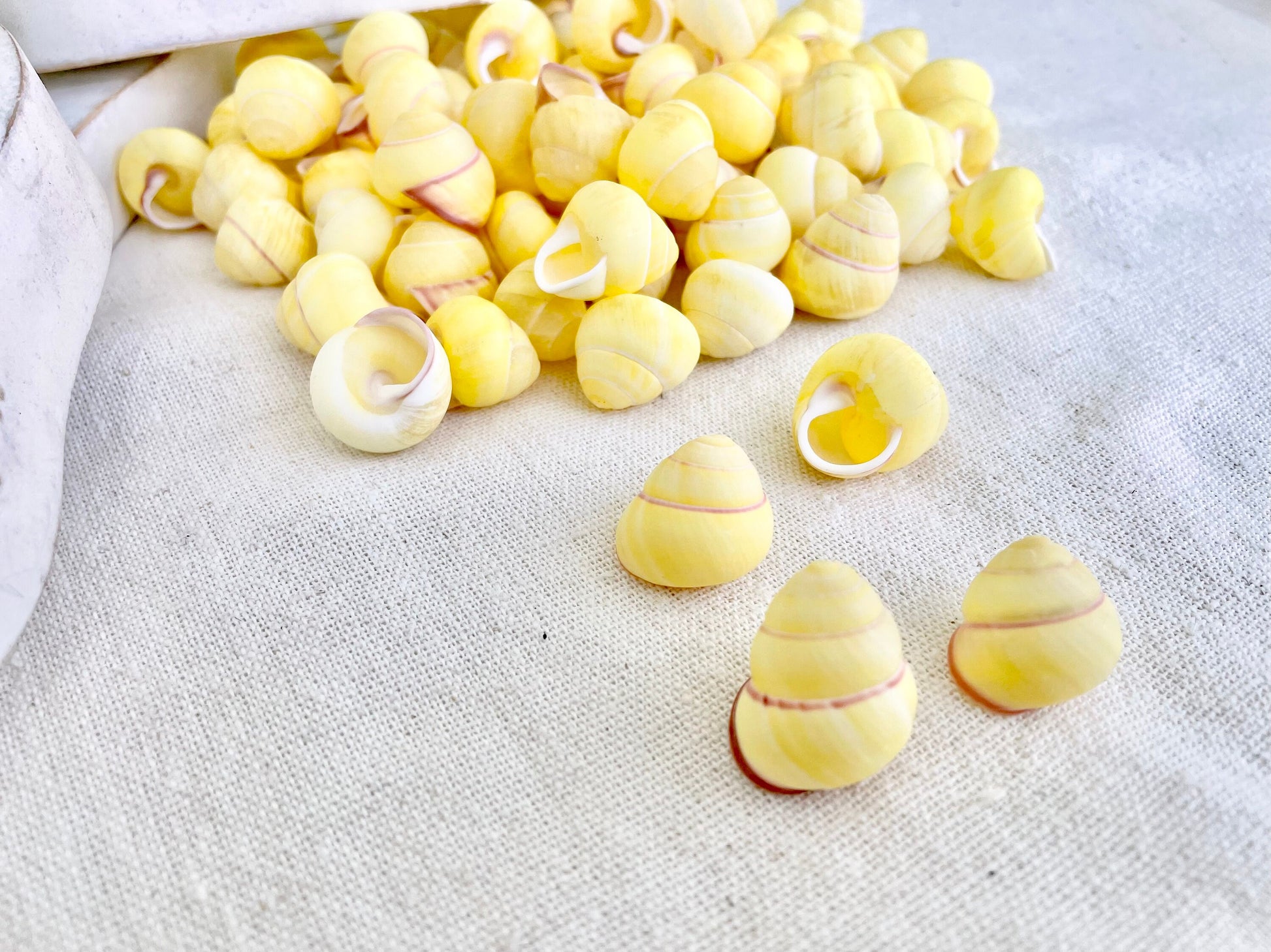 YELLOW LAND SNAIL Shells *You Choose Quantity* 3/4" Natural Colored Small Craft Seashells Coastal Beach Home Décor
