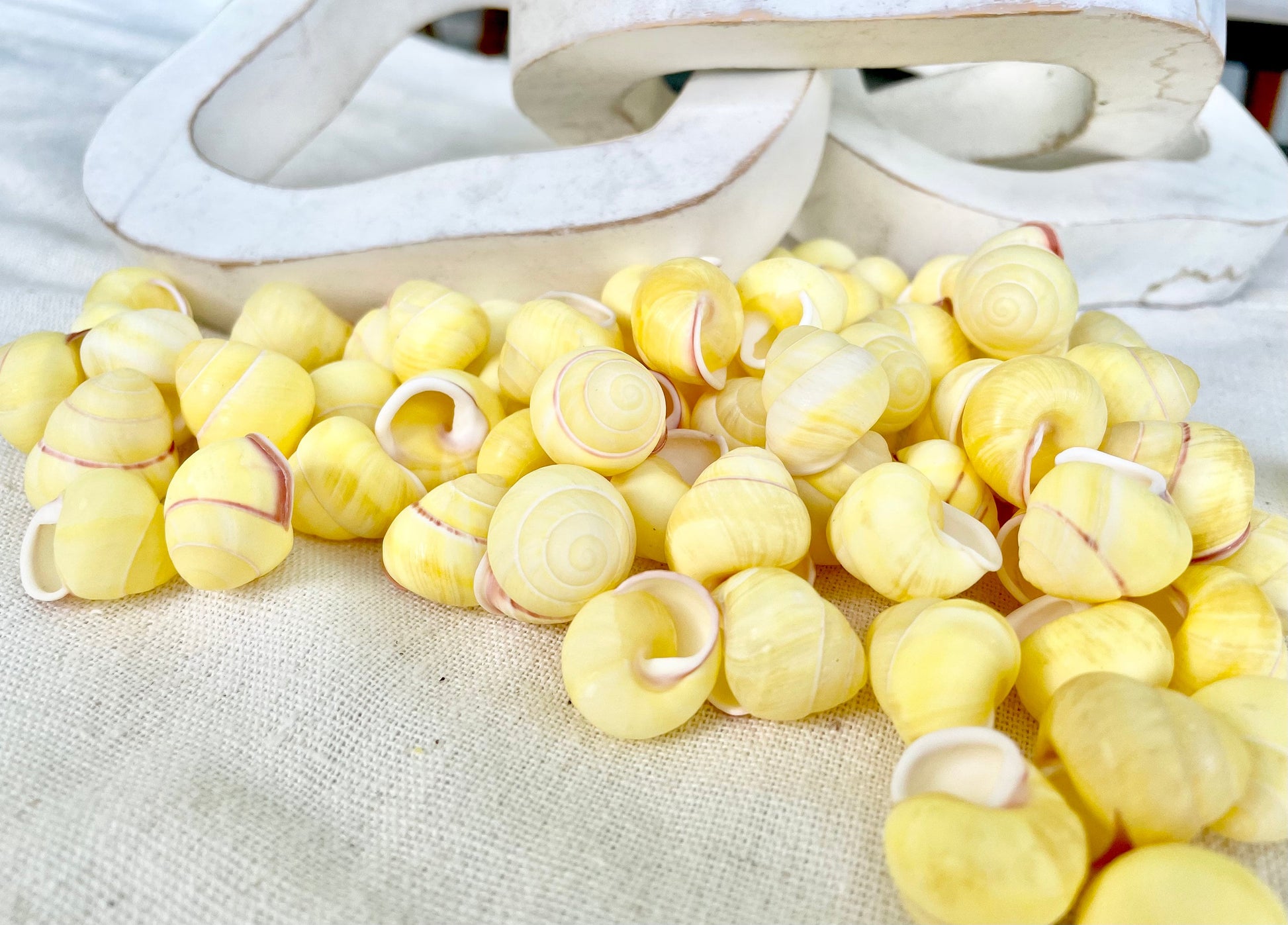 YELLOW LAND SNAIL Shells *You Choose Quantity* 3/4" Natural Colored Small Craft Seashells Coastal Beach Home Décor