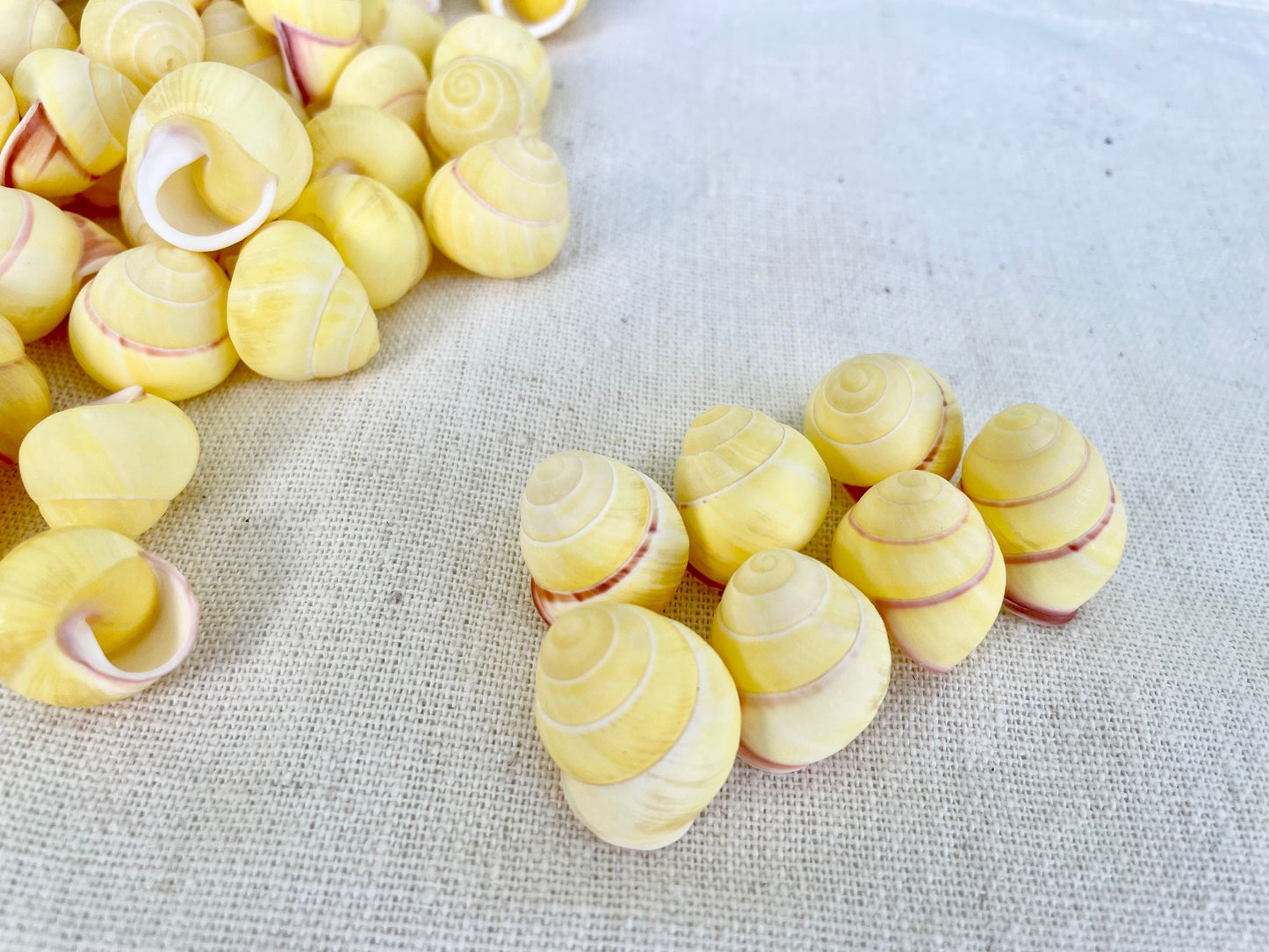 YELLOW LAND SNAIL Shells *You Choose Quantity* 3/4" Natural Colored Small Craft Seashells Coastal Beach Home Décor