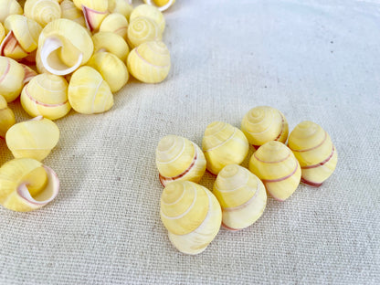 YELLOW LAND SNAIL Shells *You Choose Quantity* 3/4" Natural Colored Small Craft Seashells Coastal Beach Home Décor