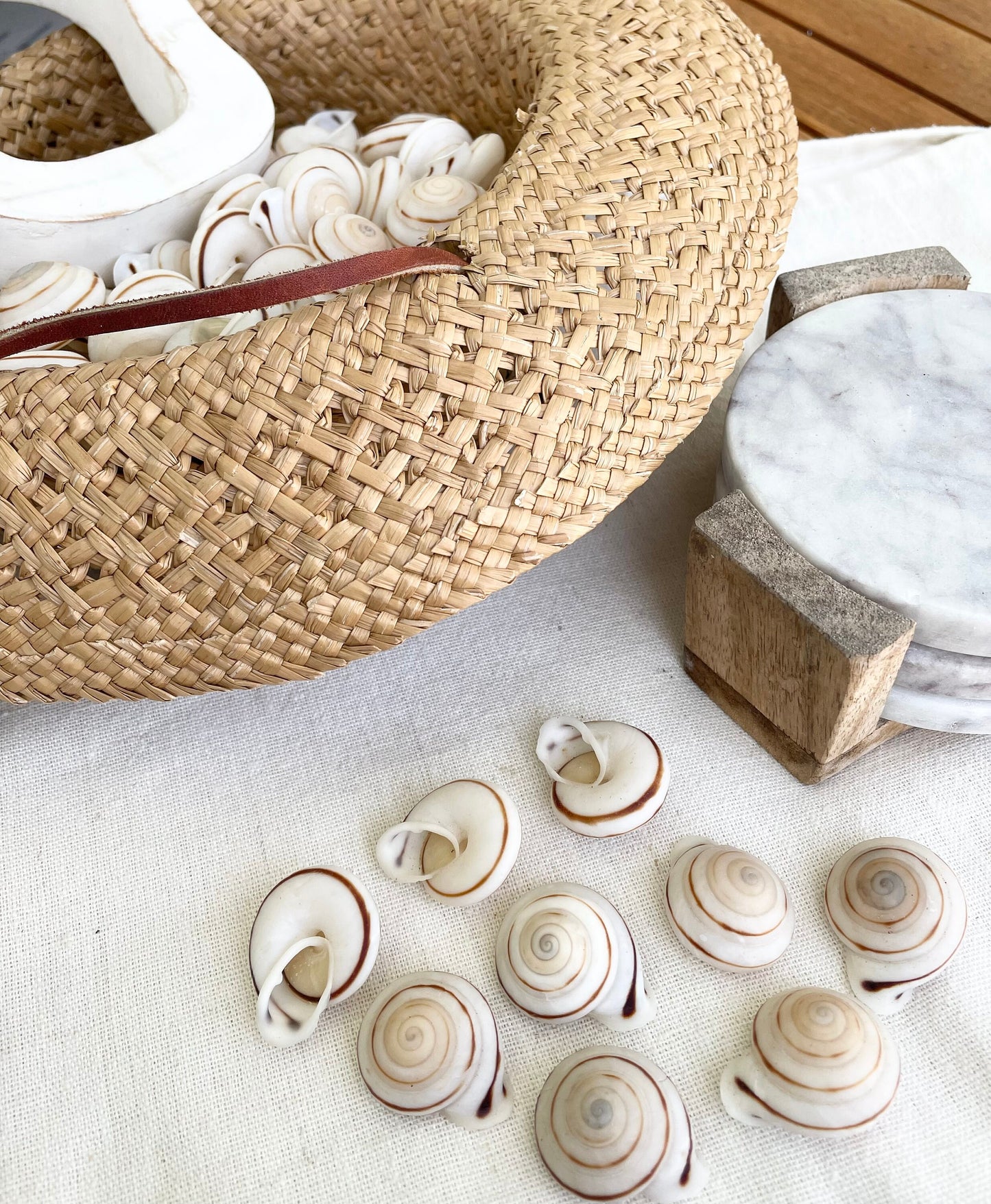 White Obba Bigonia Land Snail Seashells Small 1.25" Beach Wedding Sailors Valentine Crafting Shell Bulk Coastal Home Décor