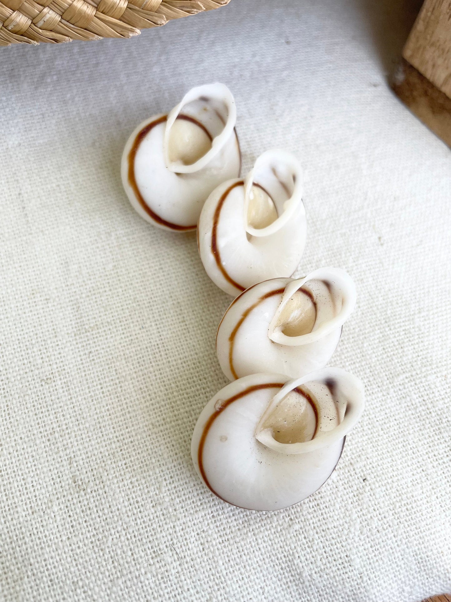 White Obba Bigonia Land Snail Seashells Small 1.25" Beach Wedding Sailors Valentine Crafting Shell Bulk Coastal Home Décor