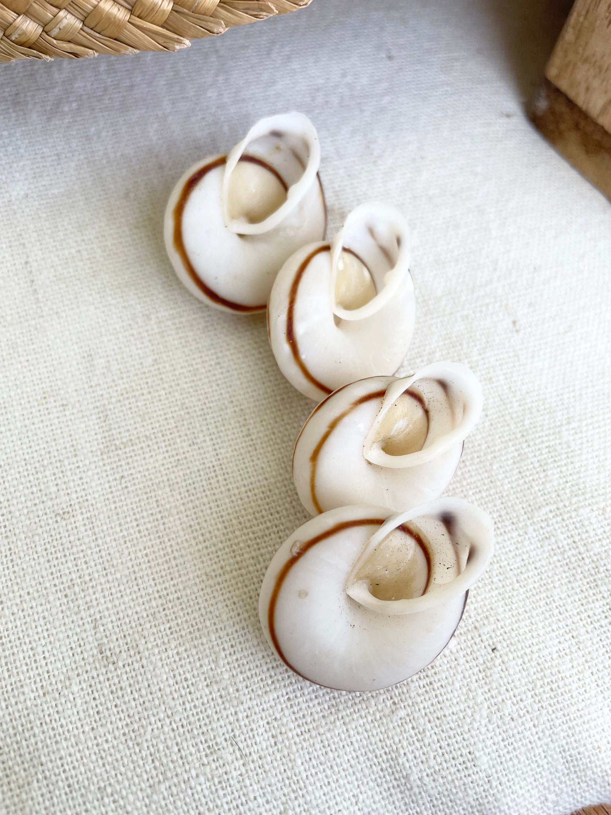 White Obba Bigonia Land Snail Seashells Small 1.25" Beach Wedding Sailors Valentine Crafting Shell Bulk Coastal Home Décor