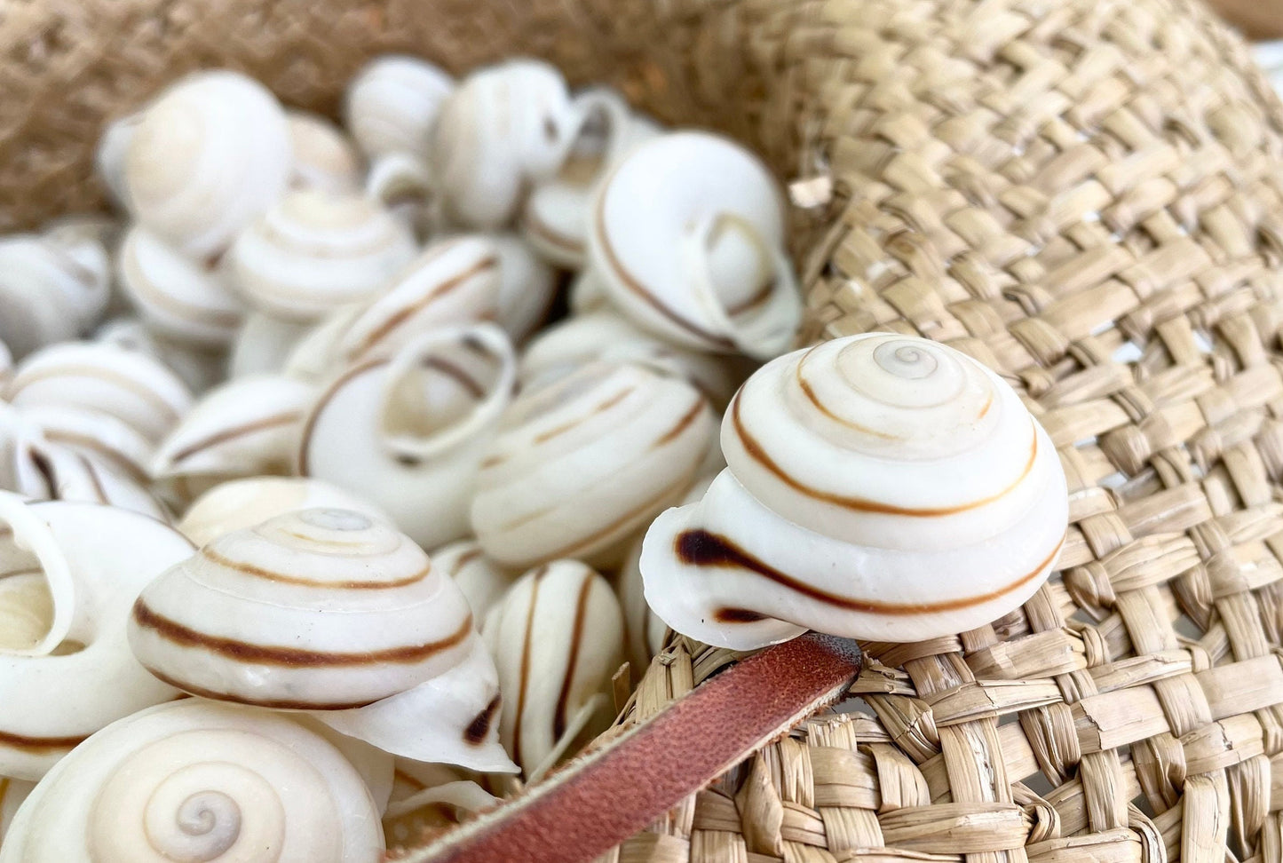 OBBA BIGONIA SHELLS * You Choose Quantity* 1.25" Striped Small Craft Seashell Land Snail