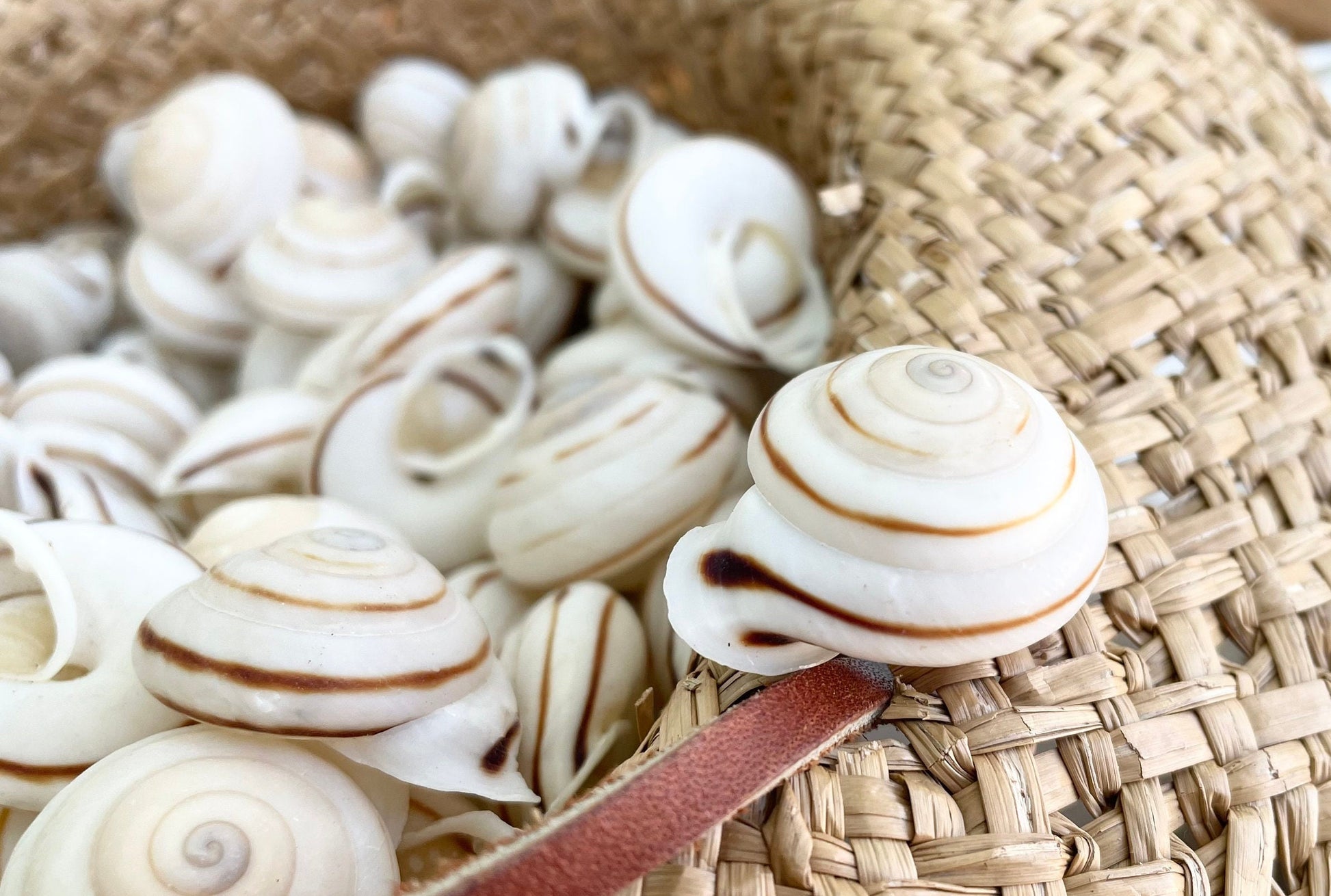 OBBA BIGONIA SHELLS * You Choose Quantity* 1.25" Striped Small Craft Seashell Land Snail