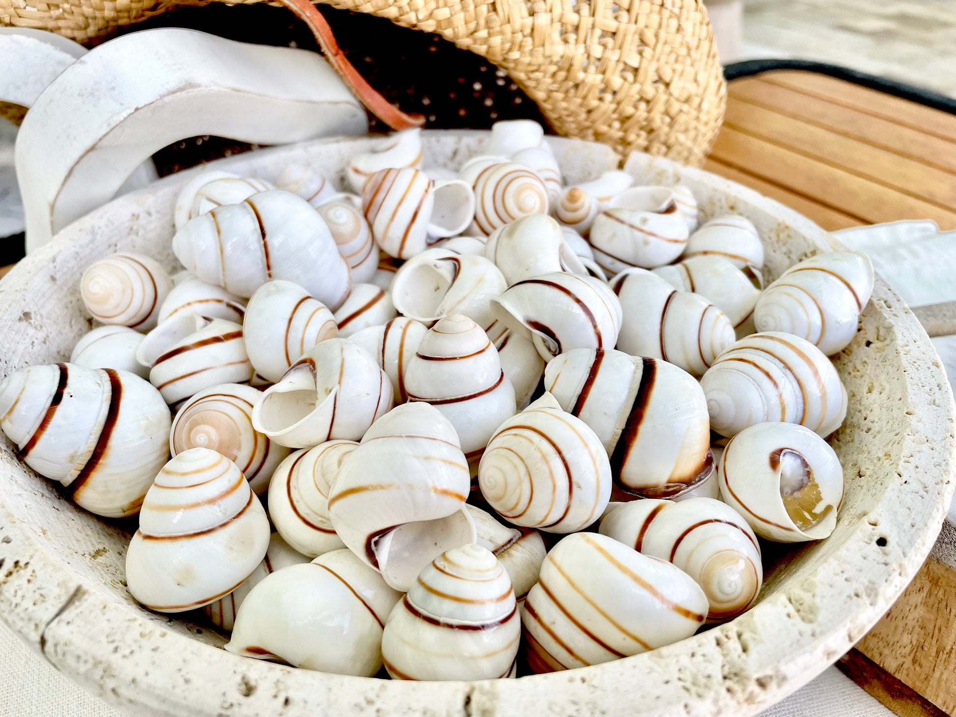LAND SNAIL Shells *You Choose Quantity* 1.5" White Brown Striped Small Craft Seashells