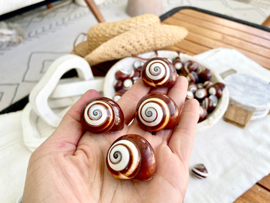 BROWN LAND SNAILS Shells *You Choose Quantity* 1.25" White Striped Small Craft Seashells Helicostya Roissya Coastal Beach Home Décor