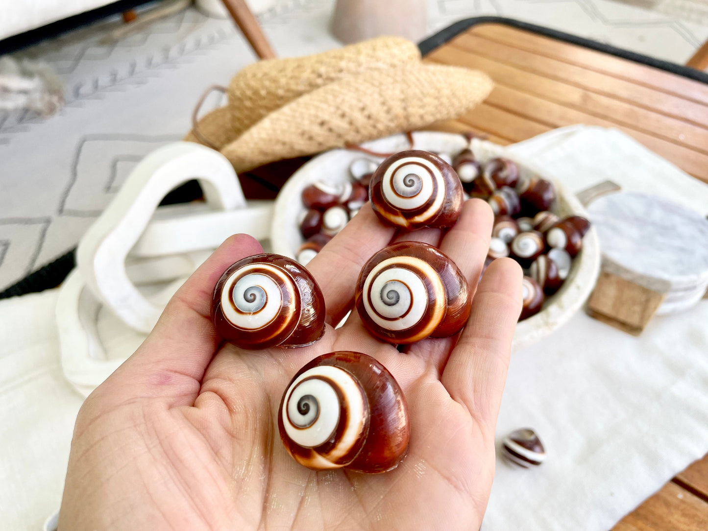 BROWN LAND SNAILS Shells *You Choose Quantity* 1.25" White Striped Small Craft Seashells Helicostya Roissya Coastal Beach Home Décor