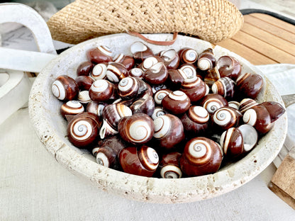 BROWN LAND SNAILS Shells *You Choose Quantity* 1.25" White Striped Small Craft Seashells Helicostya Roissya Coastal Beach Home Décor