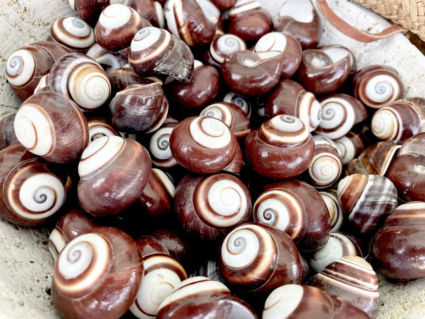 BROWN LAND SNAILS Shells 1.25" *You Choose Quantity*White Striped Small Craft Seashells