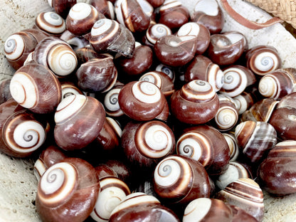 BROWN LAND SNAILS Shells 1.25" *You Choose Quantity*White Striped Small Craft Seashells