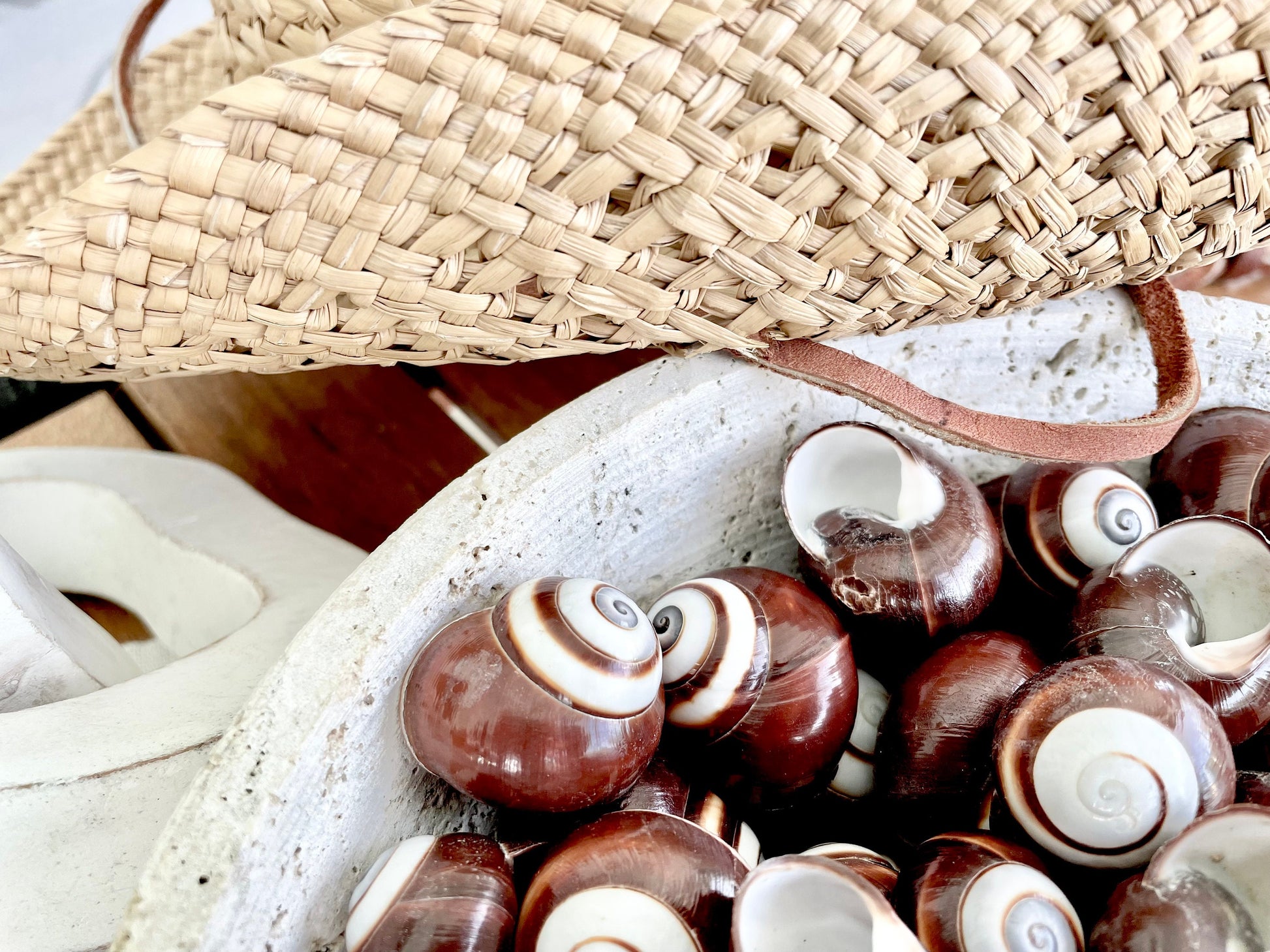 BROWN LAND SNAILS Shells *You Choose Quantity* 1.25" White Striped Small Craft Seashells Helicostya Roissya Coastal Beach Home Décor