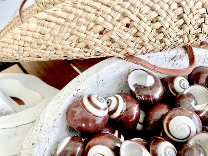 BROWN LAND SNAILS Shells *You Choose Quantity* 1.25" White Striped Small Craft Seashells Helicostya Roissya Coastal Beach Home Décor