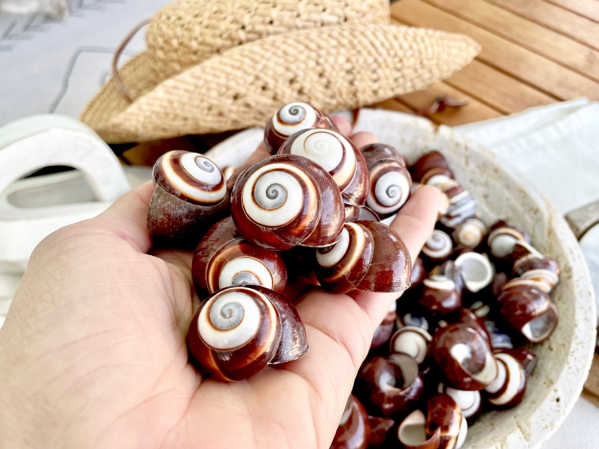 BROWN LAND SNAILS Shells *You Choose Quantity* 1.25" White Striped Small Craft Seashells Helicostya Roissya Coastal Beach Home Décor