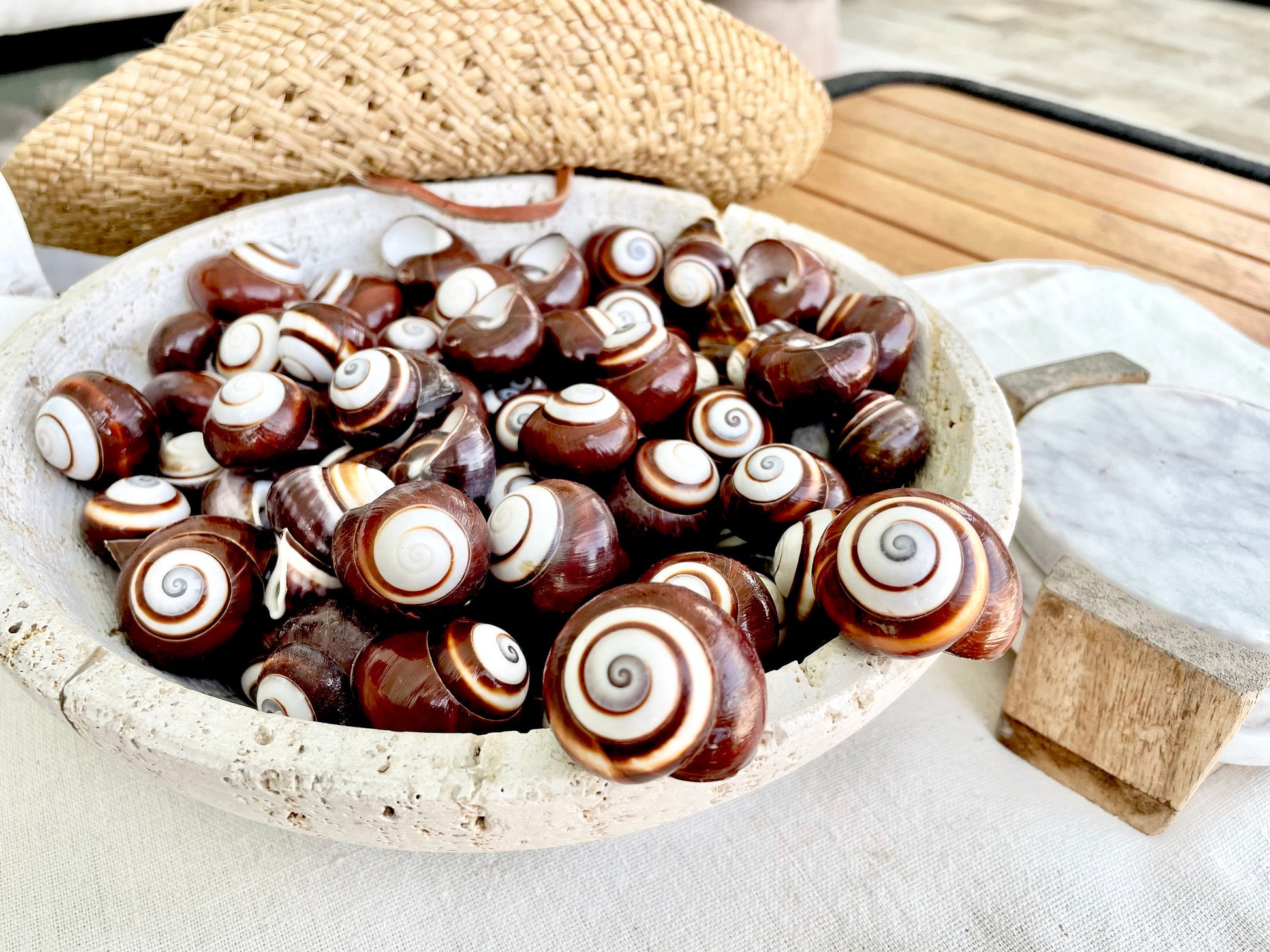 BROWN LAND SNAILS Shells *You Choose Quantity* 1.25" White Striped Small Craft Seashells Helicostya Roissya Coastal Beach Home Décor