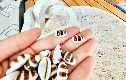Rare Asellus Cowrie Striped Cowry Display Shell 16-20mm Seashell
