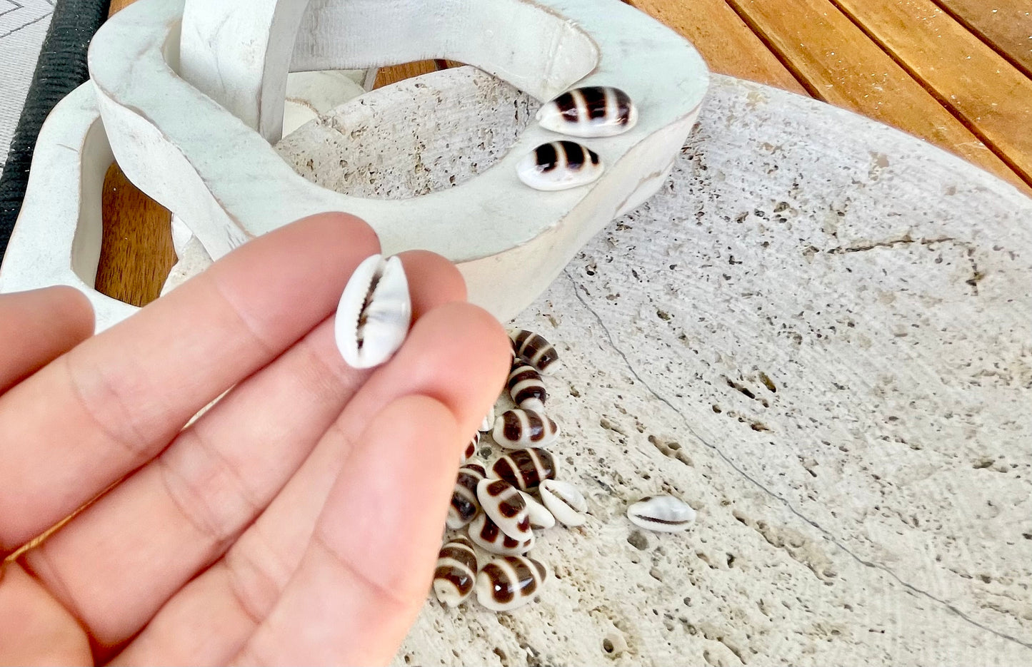 Rare Asellus Cowrie Striped Cowry Display Shell 16-20mm Seashell