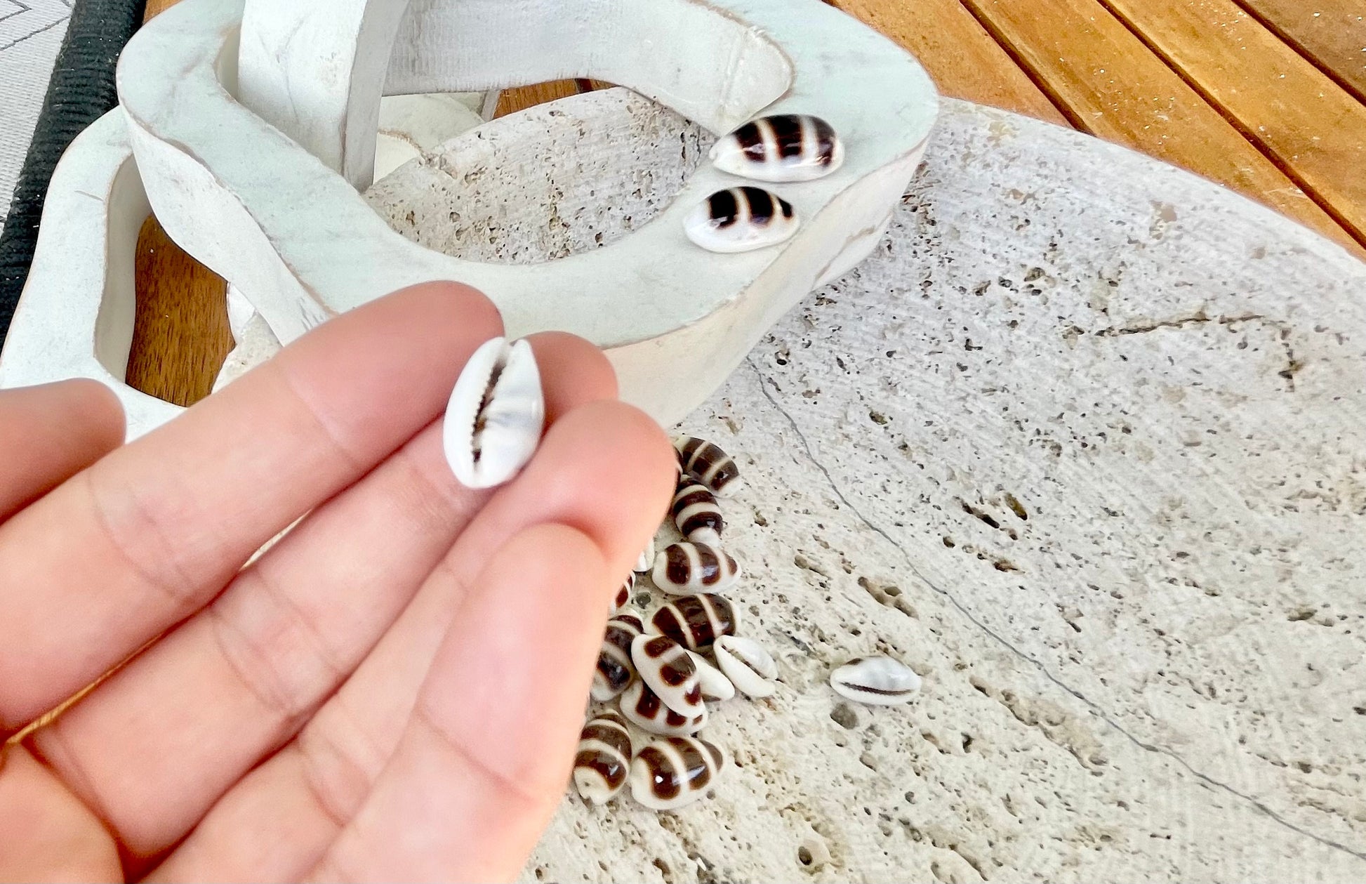 Rare Asellus Cowrie Striped Cowry Display Shell 16-20mm Seashell