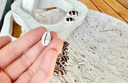 Rare Asellus Cowrie Striped Cowry Display Shell 16-20mm Seashell