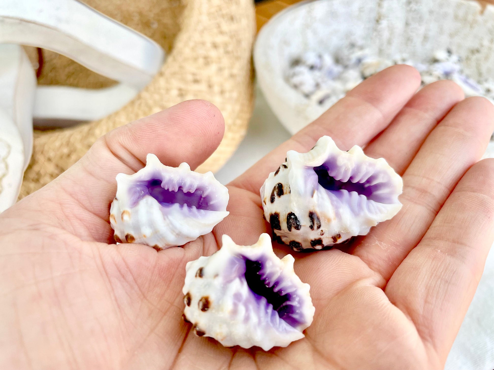 PURPLE DRUPA SHELLS 1-1.25" *You Choose Quantity* Spotted White Small Craft Seashells