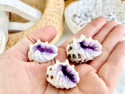 PURPLE DRUPA SHELLS 1-1.25" *You Choose Quantity* Spotted White Small Craft Seashells