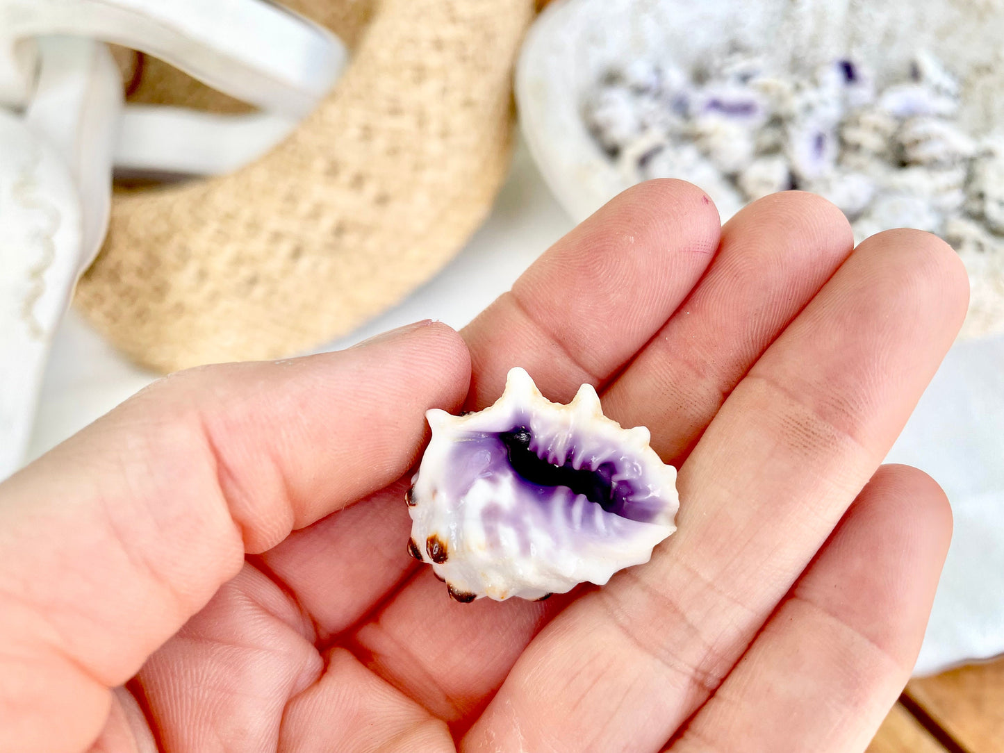 PURPLE DRUPA SHELLS 1-1.25" *You Choose Quantity* Spotted White Small Craft Seashells