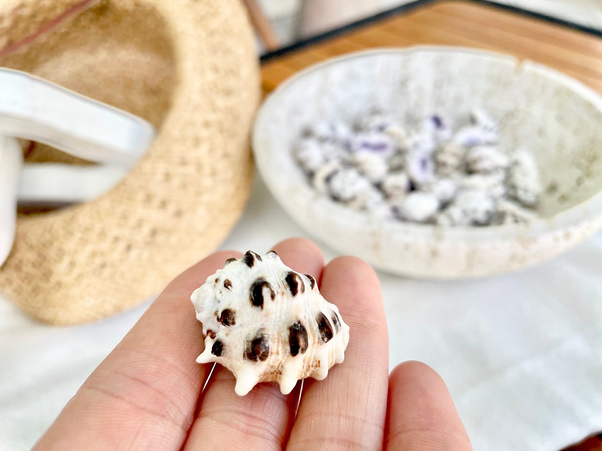 PURPLE DRUPA SHELLS 1-1.25" *You Choose Quantity* Spotted White Small Craft Seashells