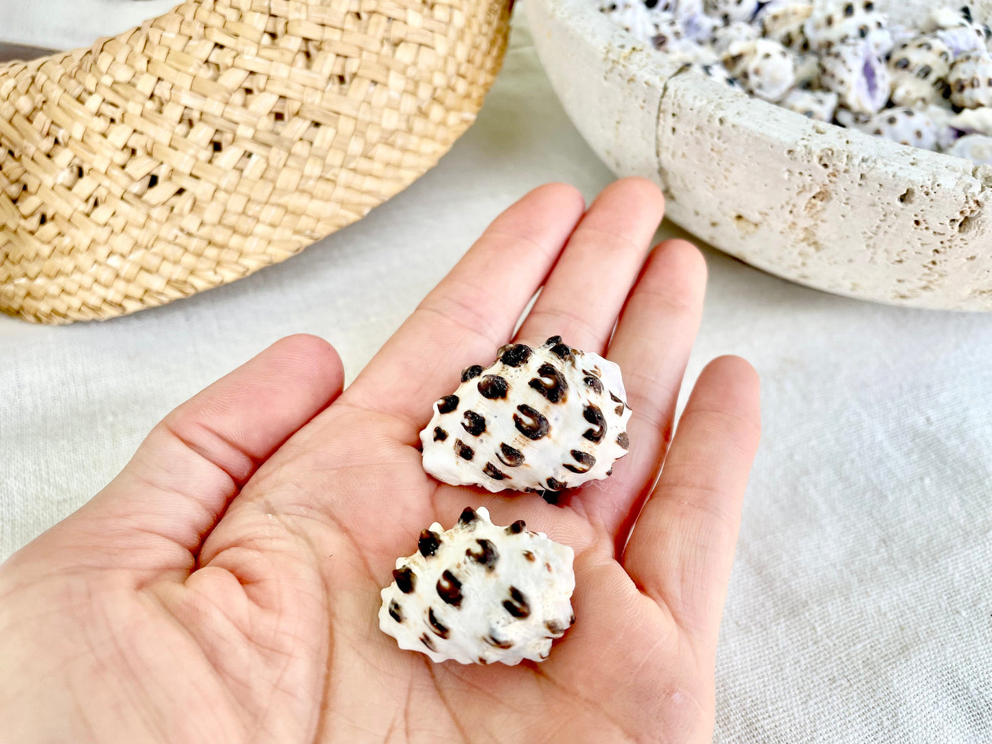 PURPLE DRUPA SHELLS 1-1.25" *You Choose Quantity* Spotted White Small Craft Seashells