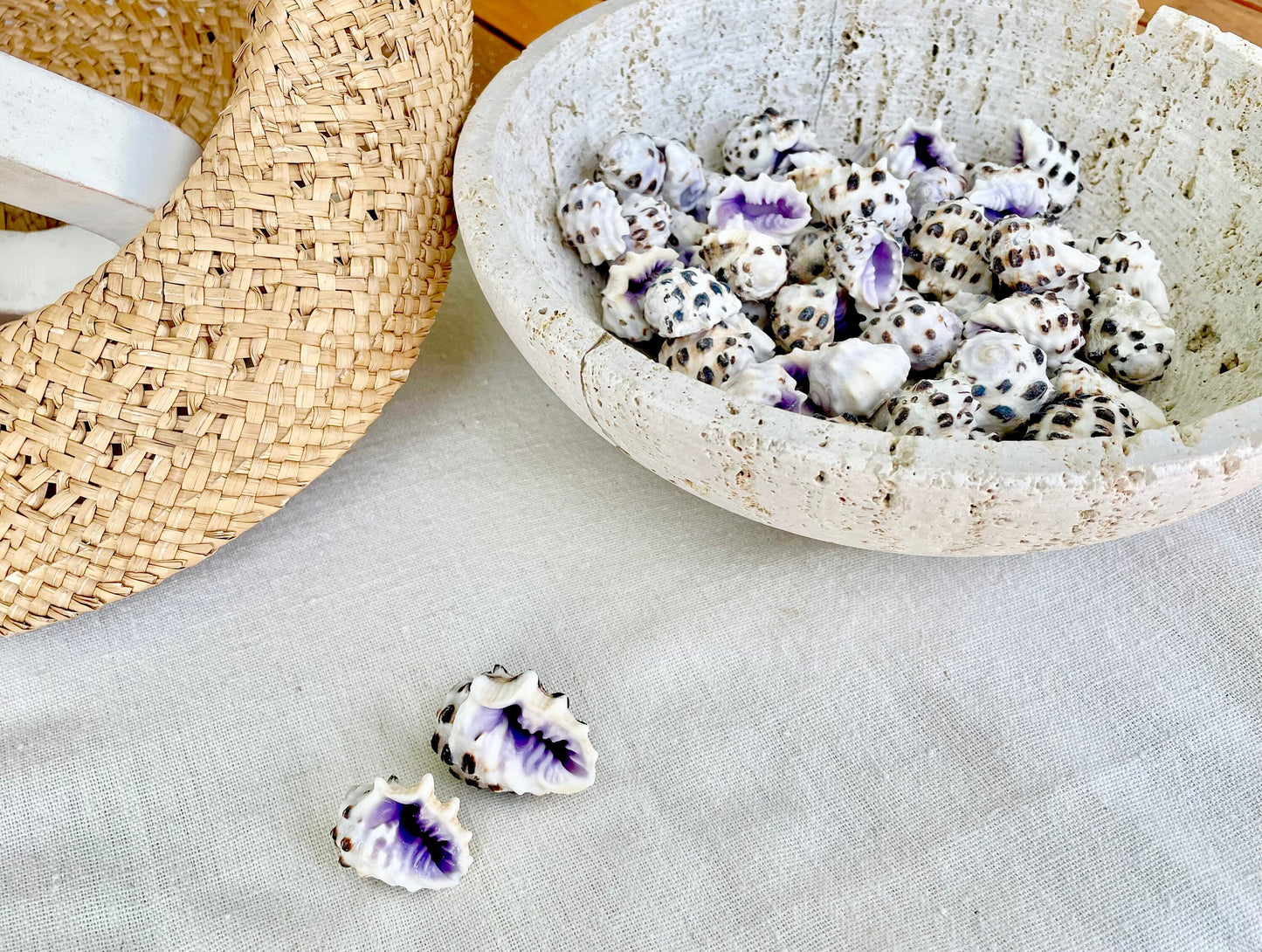 PURPLE DRUPA SHELLS 1-1.25" *You Choose Quantity* Spotted White Small Craft Seashells