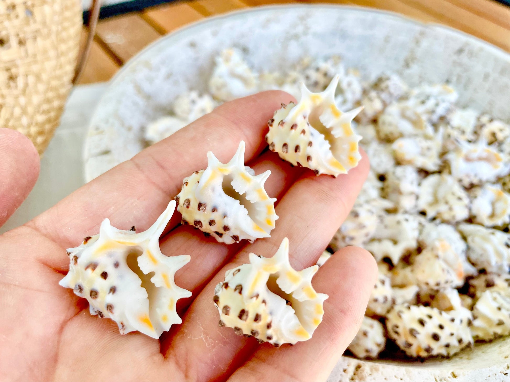 PACIFIC PRICKLY DRUPA Shells *You Choose Quantity* .75-1" Natural Orange White Spotted Small Craft Seashell Coastal beach Home Décor