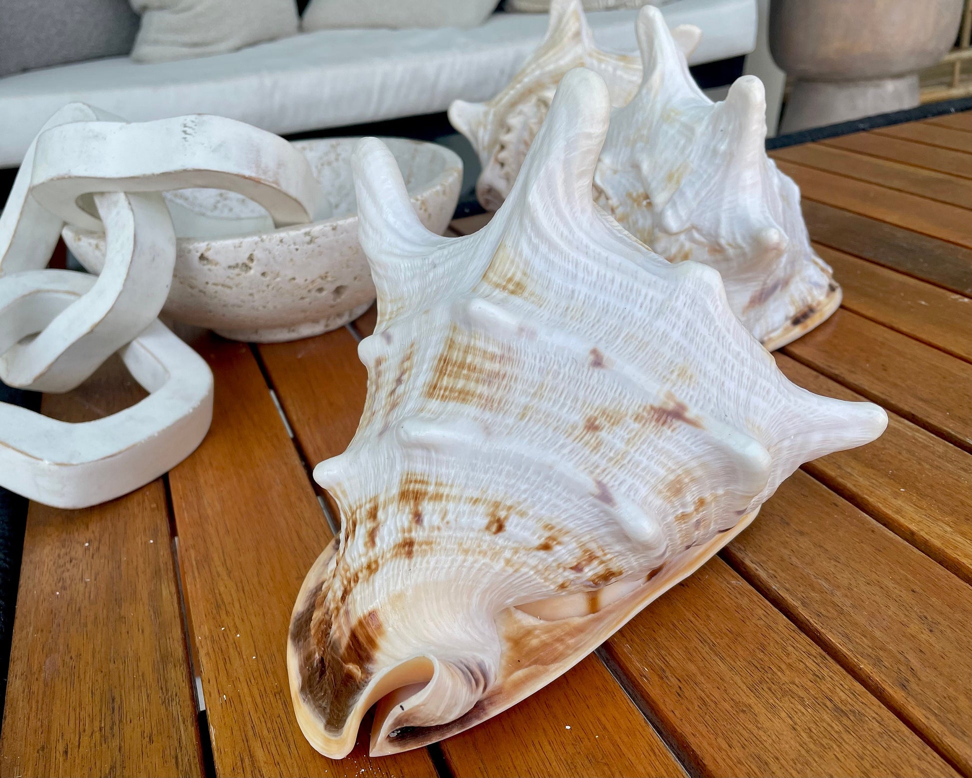 YELLOW HORNED HELMET Shell *All Sizes* Natural Orange Polished Glossy Interior Display Seashell Cassis Cornuta Coastal Beach Home Décor