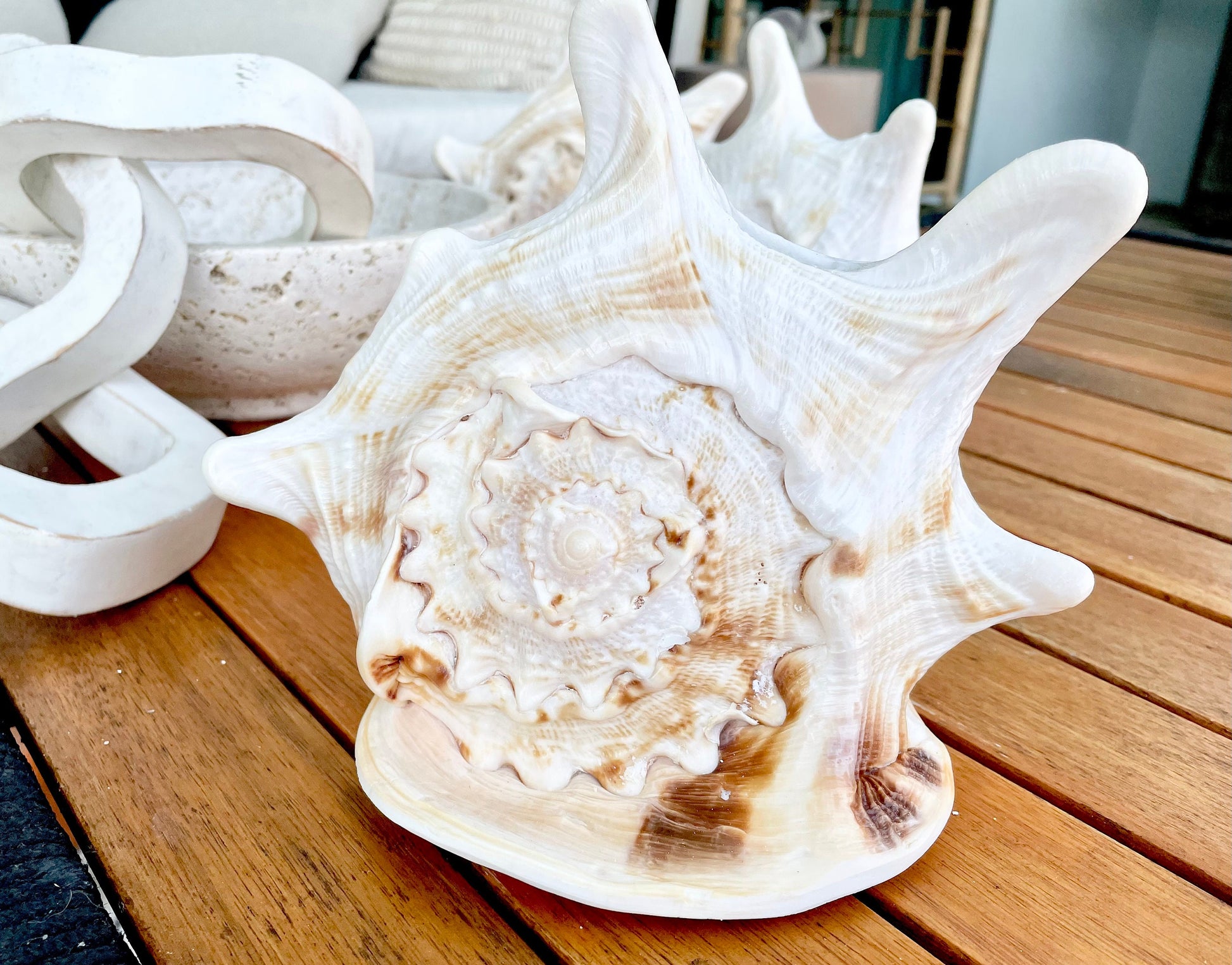 YELLOW HORNED HELMET Shell *All Sizes* Natural Orange Polished Glossy Interior Display Seashell Cassis Cornuta Coastal Beach Home Décor