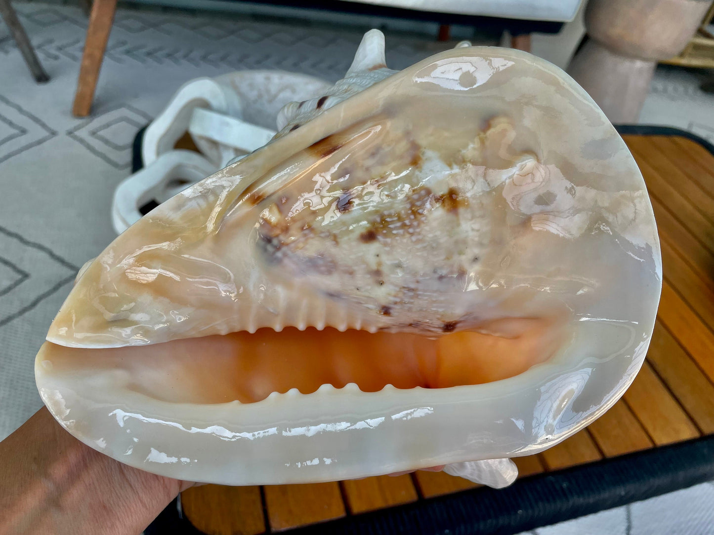 YELLOW HORNED HELMET Shell *All Sizes* Natural Orange Polished Glossy Interior Display Seashell Cassis Cornuta Coastal Beach Home Décor