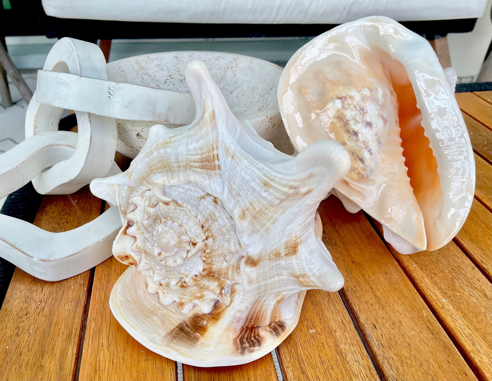 YELLOW HORNED HELMET Shell *All Sizes* Orange Polished Glossy Interior Display Seashell