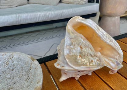 YELLOW HORNED HELMET Shell *All Sizes* Natural Orange Polished Glossy Interior Display Seashell Cassis Cornuta Coastal Beach Home Décor