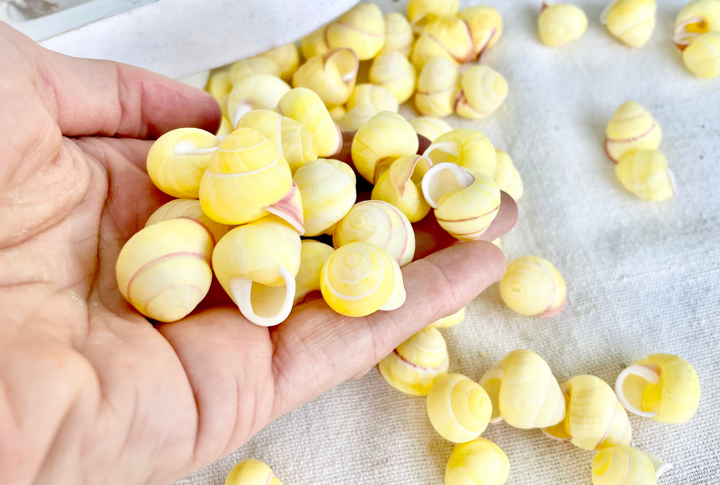 YELLOW LAND SNAIL Shells *You Choose Quantity* 3/4" Natural Colored Small Craft Seashells Coastal Beach Home Décor