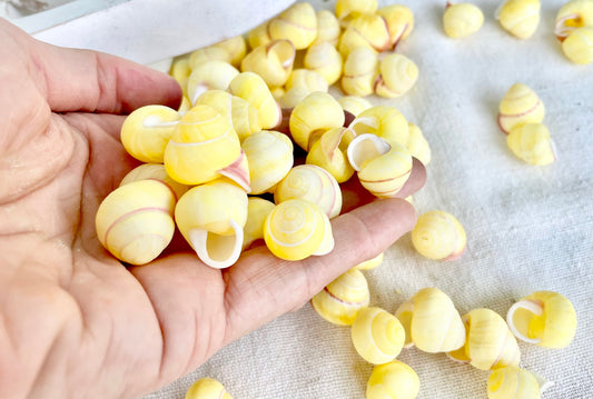 YELLOW LAND SNAIL Shells *You Choose Quantity* 3/4" Natural Colored Small Craft Seashells Coastal Beach Home Décor