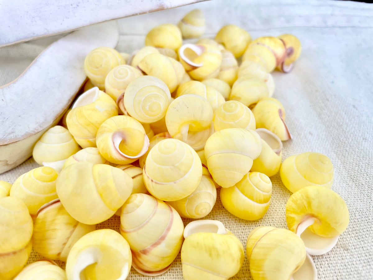 YELLOW LAND SNAIL Shells 3/4" *You Choose Quantity* Colored Small Craft Seashells Coastal
