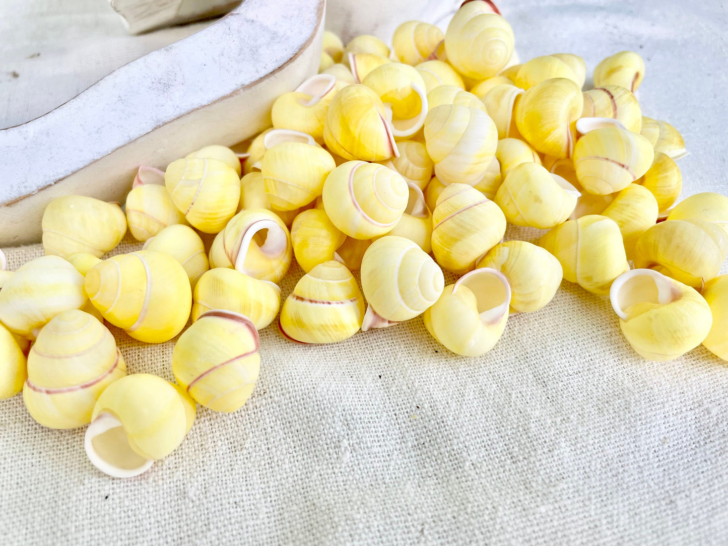 YELLOW LAND SNAIL Shells *You Choose Quantity* 3/4" Natural Colored Small Craft Seashells Coastal Beach Home Décor