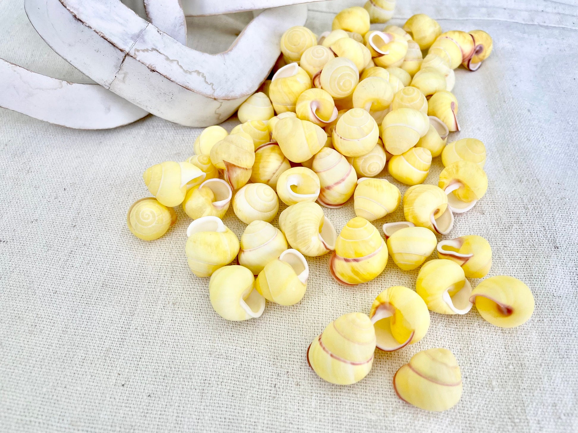 YELLOW LAND SNAIL Shells *You Choose Quantity* 3/4" Natural Colored Small Craft Seashells Coastal Beach Home Décor